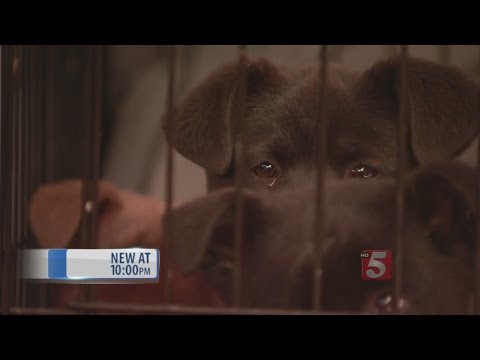 Animal Control Bedford Indiana