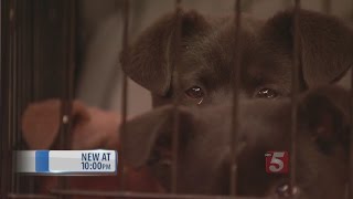 Over 100 Animals Rescued From Bedford Co. Home
