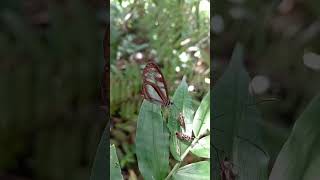 Crystal Wing Butterfly Ithomiinae