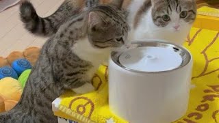 猫の給水器を買い替えたら水祭りだった 【PETKIT 3rd】