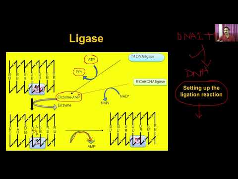 bio 12 11-03-biotechnology- principles and processes part-3