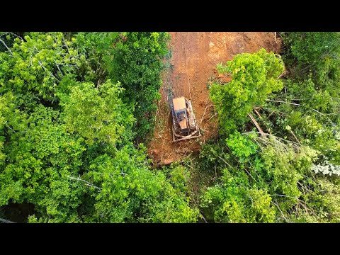 Dozers Cleaning Tall Trees With Unsuitable Blade When Clearing The Forests