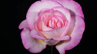 4K Blooming Rose Flowers Time Lapse for Relaxation Soft Music screenshot 2