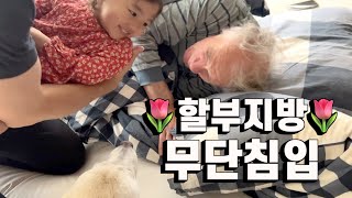 Baby And Doggos Want To Hang Out With Granddad Who Is Sleeping | Settling In The Netherlands 10