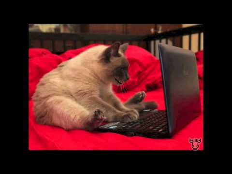 sad diaries sad cat diary clean version funnycat tv sad diaries sad cat diary clean version funnycat tv