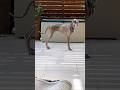 ご飯を食べても痩せている犬