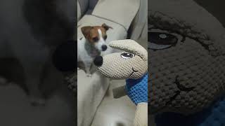 A jugar a Jugar!!! 😊 #perros #perrosfelices