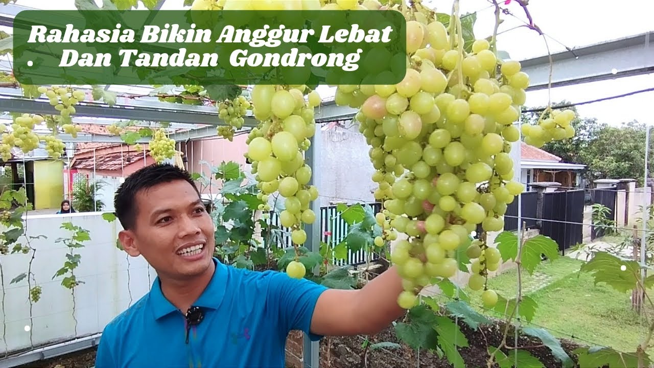 Ga Hanya Lebat Tapi Juga Gondrong. Cek Rahasianya  Buah Anggur Kupidon Bisa Seperti Ini