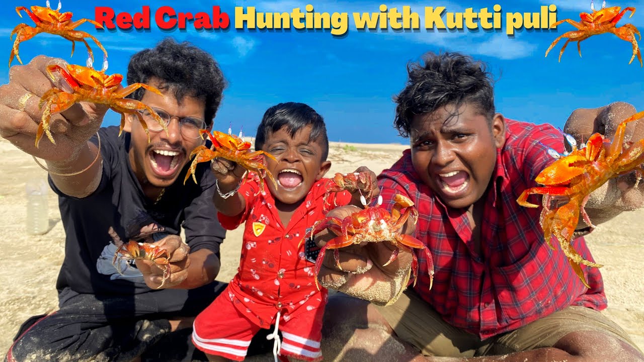 குட்டிபுலியுடன் அபூர்வ சிவப்பு நண்டு வேட்டை 🐙‼️Red Crab Hunting |crab gravy | kuttipuli