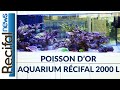 Poisson dor  aquarium rcifal de 2000 l