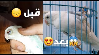 علاج طائر الحب من إلتهاب شديد في العين Fischer-lovebird