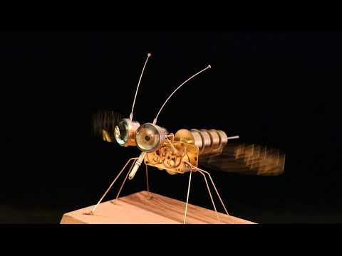 Video: Culicoides Latreille I Solen: Faunistisk Inventering Av Culicoides-arter (Diptera: Ceratopogonidae) I Mayotte (Komorerna Skärgården, Indiska Oceanen)