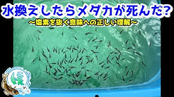 媛めだか Youtube