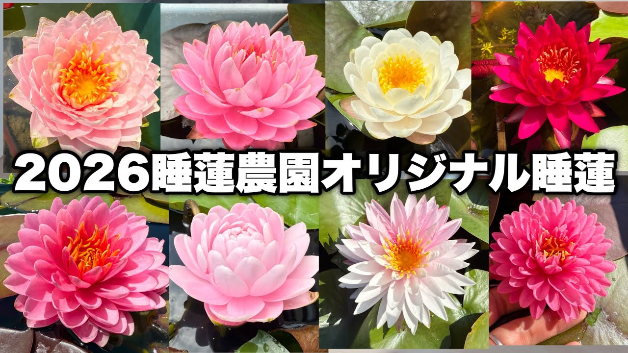 One of a kind! All original water lilies from Suiren Farm are now