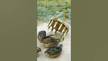 Create Amazing Bird Trap - Quail Trap #bird trap technique #shorts