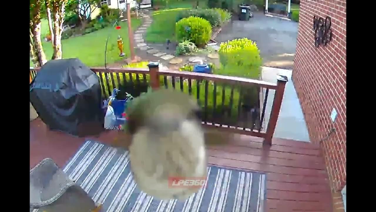 Humming bird flies by doorbell camera YouTube