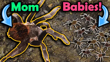 Our Tarantula had Babies!!