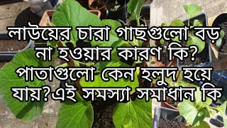 লাউয়ের চারা গাছগুলো বড় না হওয়ার কারণ কি?এবং পাতাগুলো কেন লাল হয়ে যায়? Shoker bagan uk 2021