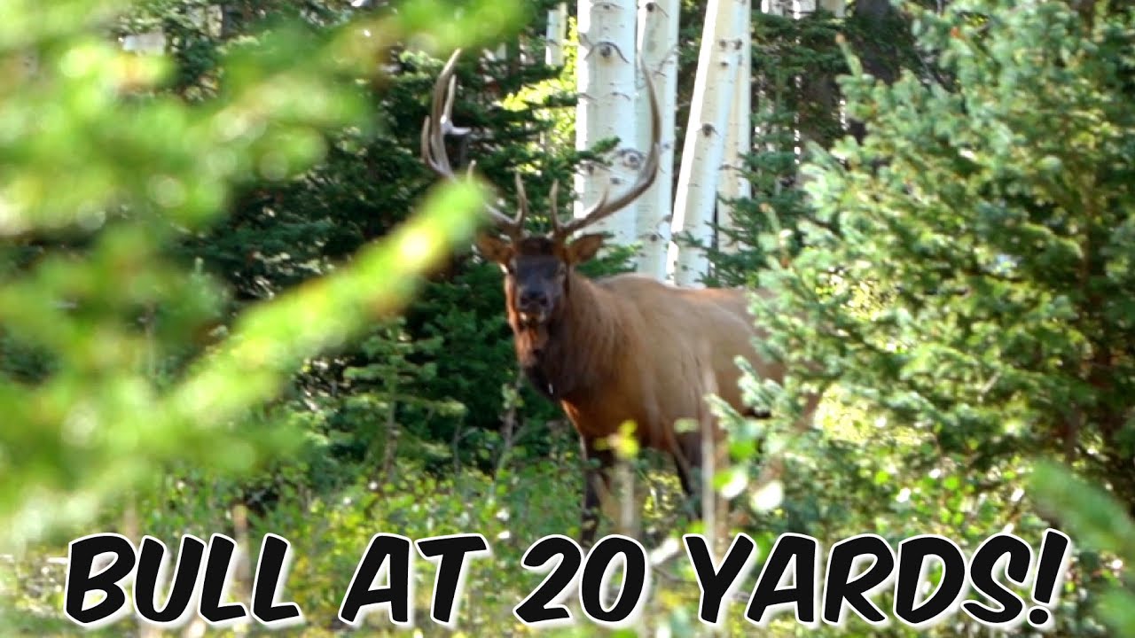 UTAH LIMITED ENTRY ARCHERY BULL ELK: PART 2