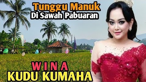 KUDU KUMAHA-WINA Lagu Pop Sunda menemani Tunggu Manuk di Sawah Pabuaran Sukamakmur