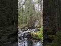 A quiet river hidden in the forest🌲