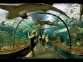 Loro Parque, el Zoo más grande de Canarias - Vlog