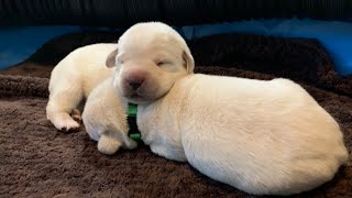 LIVE PUPPY CAM! Adorable Lab Puppies 11 Days Old