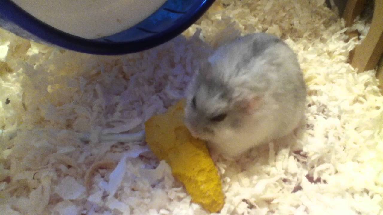 cheese chews for hamsters