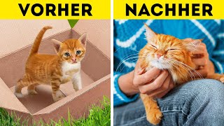 GESCHICHTE EINER STREUNENDEN KATZE | Lustige und nützliche Haustier-Hacks und tolle DIY-Basteleien