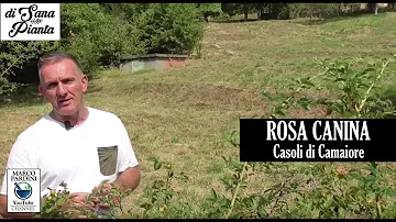 Cosa simboleggia la rosa canina?