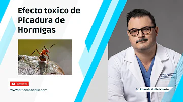 ¿Cómo quitar alergia de hormigas?