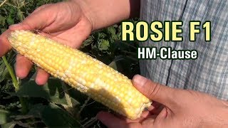 ROSIE F1 - Биколорная очень сладкая кукуруза, как конфета (28-07-2018)