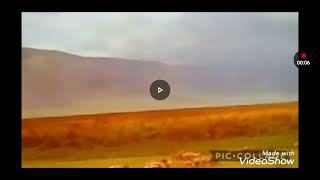 Lioness Chasing Hunters Zebra Lioness Roar Zebra Braying