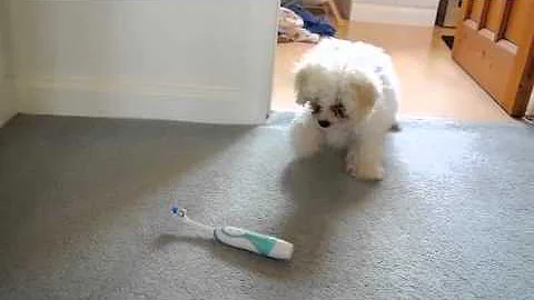 dumb puppy!!.m4v