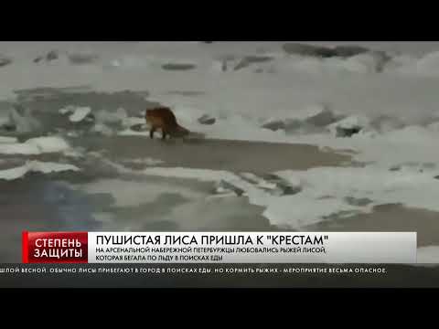 ПУШИСТАЯ ЛИСА ПРИШЛА