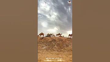 حامد الفرجاني العتب عليك يا ليل خيمه بدويه اكسبلور جديدي 