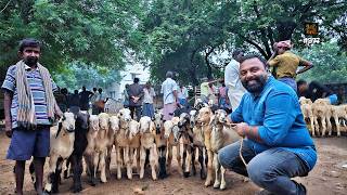 ആട് മാർക്കറ്റിലെ ഇഡലിയും മട്ടനും | Mutton varieties from Muthur Goat Market - Balu Kadai #dakshini