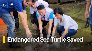 Endangered Hawksbill Sea Turtle Rescued off Northern Taiwan | TaiwanPlus News