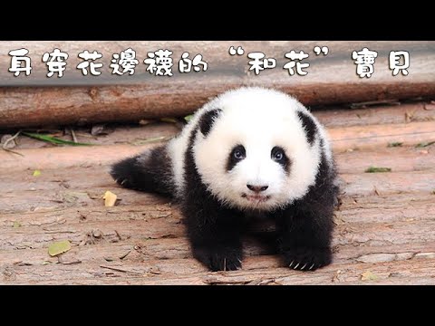 熊貓主題趴 身穿花邊襪的 和花 寶貝 Ipanda熊貓頻道 Youtube 熊貓主題趴 身穿花邊襪的 和花 寶貝 Ipanda熊貓頻道 Youtube