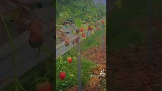 shorts  strawberry fruitpicking australia srilanka fruitslovers selfpicking