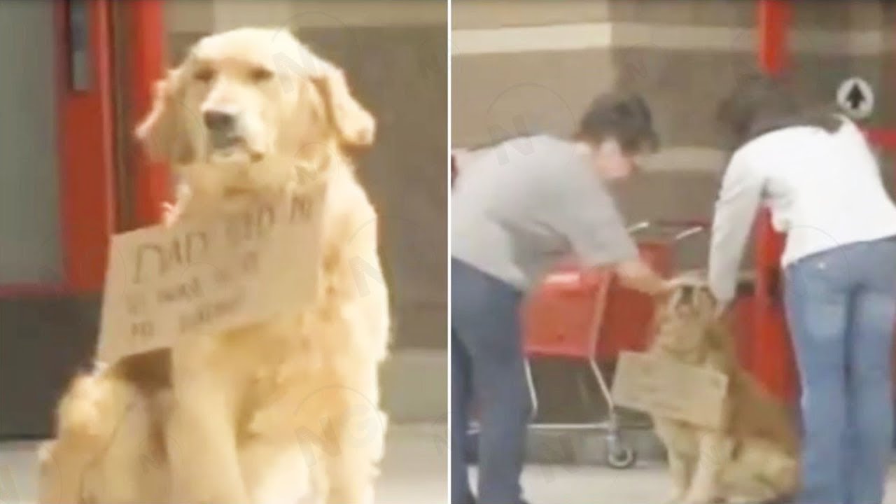 This Dog Was Sat All Alone Outside Target. Then People Looked Closer At ...