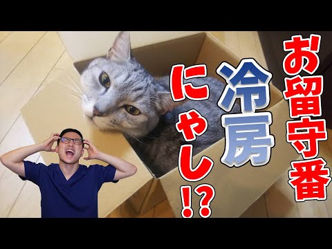 【猫の暑さ対策！！】6月から始めないと熱中症になる！？獣医さんが正しい方法を紹介