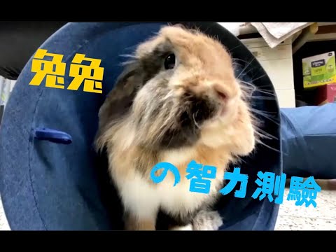 貓咪可以測試智商，那兔子呢? 一起來做兔兔智力測驗吧! |ChampKnows【冠軍知道】
