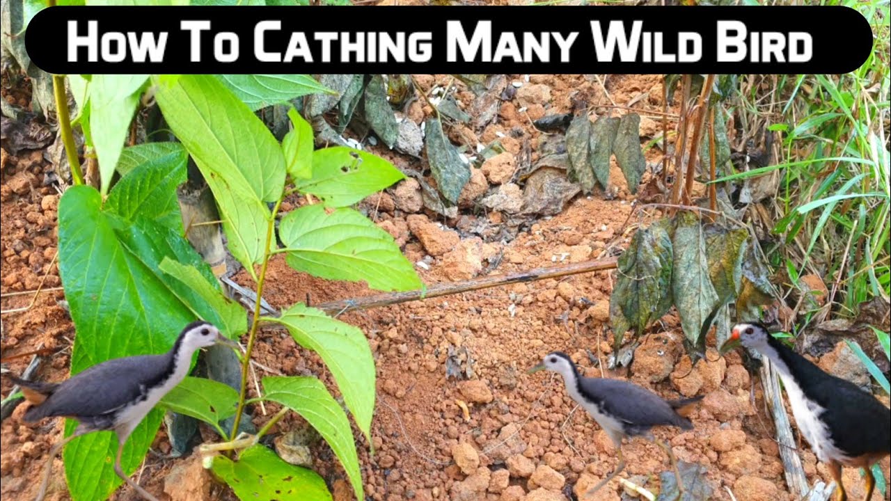 How To Cathing Many Wild Birds|Best Way To Hunting Birds | - YouTube