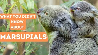 Amazing Facts About MARSUPIALS