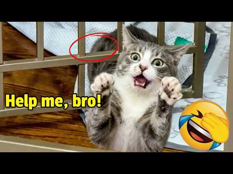 Cat Freaks Out After Getting Body Stuck In Doorframe 😂 | The Most Hilarious Cats On The Internet