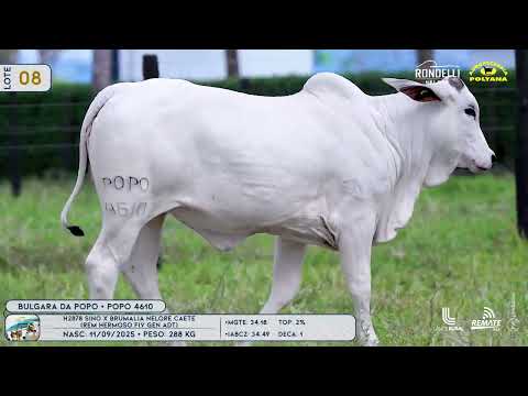 LOTE 08