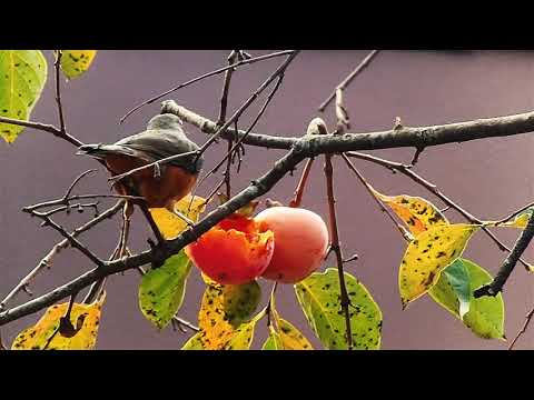 Natureza Dando Exemplo - divida com os outros o que está sobrando para você