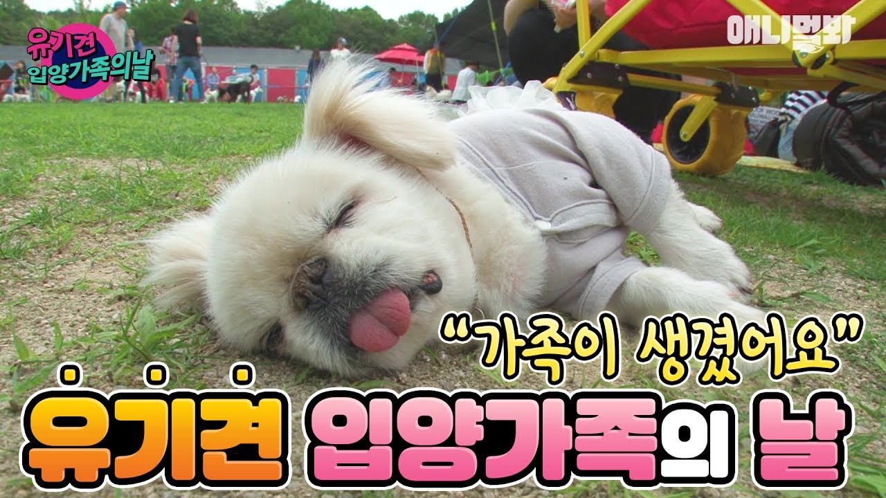 유기견 입양 사이트 A festival for homeless dogs!