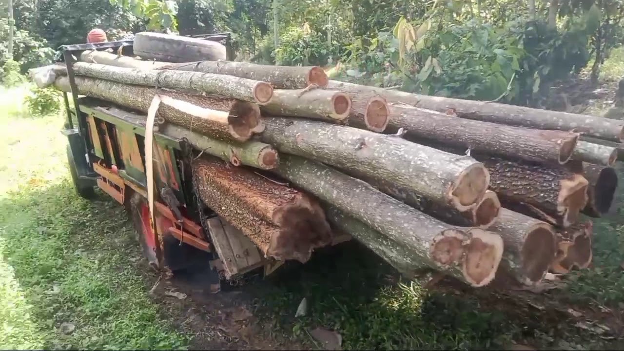 ledok muatan kayu akasia  YouTube